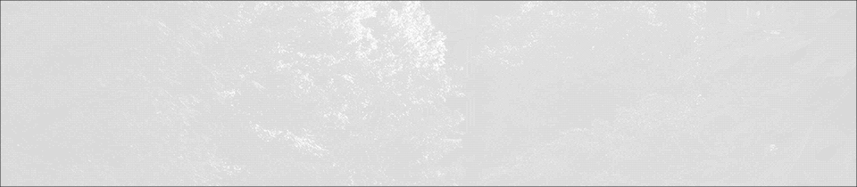 Nighttime view of a forested area with trees illuminated by light from the left side and dense foliage in the shadows.